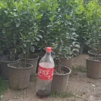 شمشاد