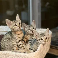 واگذاری گربه دی اس اچ