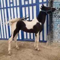 فروش چندین اسب نریون و مادیون