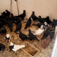 فروش کبوتر