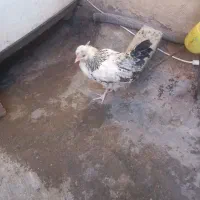 نوچه|مصالح و تجهیزات ساختمان|قم, چهل اختران|دیوار