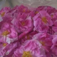 گل محمدی درجه 1
