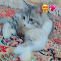 گربه|حیوانات|زابل, |دیوار