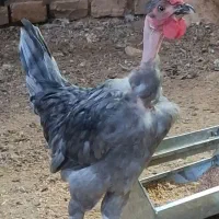 تخم مرغ نطفه دار