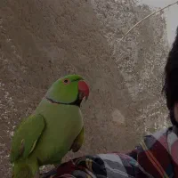 ملنگو نر زوران
