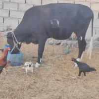 گاو با گوساله ماده