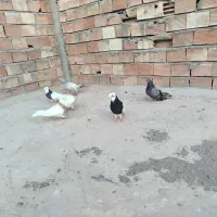 طوقی|پرنده|نرماشیر, |دیوار