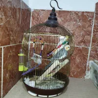عروس هلندی