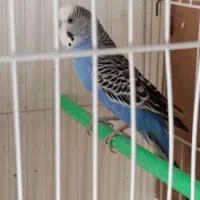 یک جفت مرغ عشق با قفس و لانه و تجهیزات