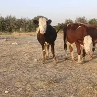 3عددگاوتلیسه سیمینتال نژادار