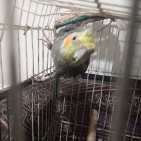 عروس هلندی نر8ماهه