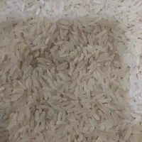 برنج ، پخش مستقیم برنج جنوب. فقط ۲،۵۷۰م