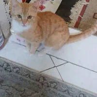 واگذاری گربه خانگی