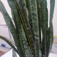گل طبیعی  با گلدون