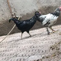 خوروس مرندی