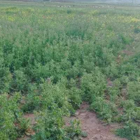 فروش ۵۰۰ کبلو گندم درجه یک