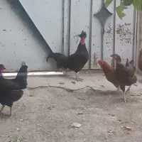 خروس لهستانی