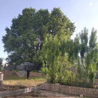 زمین تجاری جمهوری ۲۱.۵×۹ سند تک‌برگ