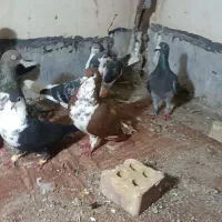 کبوتر رنکی