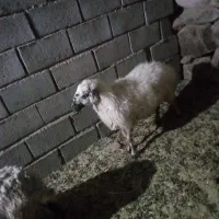 گوسفند
