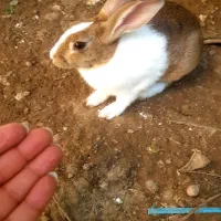 خرگوش اهلی