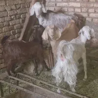 کره نر و ماده از نژاد سانن دوقلوزا شیر ده