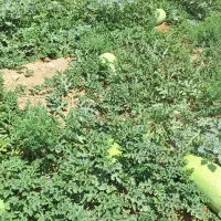 هندوانه بی خط.ملون.طالبی سفید.خربزه
