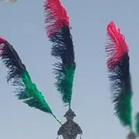 شاه پر علامت .علم پر شتر مرغ