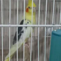 فروش چند جفت عروس هلندی کارداده  و جوان