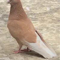 کبوتر