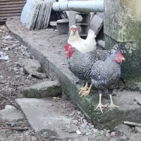مرغ و خروس آمروک