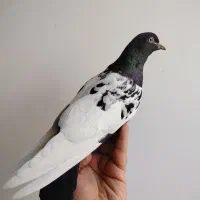 کبوتر سینه ماده