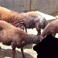 گوسفند همو نژاد دار