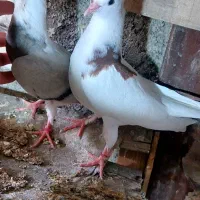 جوجه خوش خال