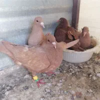 کبوتر کرمونی