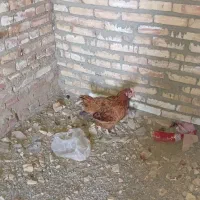 دو تا مرغ با چهارتا جوجه یک ماه