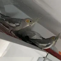 1 جفت عروس هلندی با وسایل