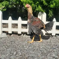 جوجه خروس لاری ۸ماهه