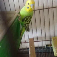 مرغ عشق نر و ماده