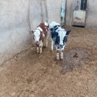 گوساله ها وبره نر