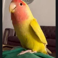 یک کوتوله به همین رنگ گمشده