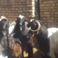 فروش‌تعدادی‌بز‌و‌بز‌غاه‌