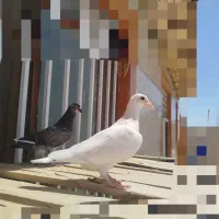 کبوتر
