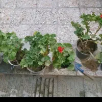 گل آپارتمانی