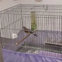 جوجه سهره نر سرسیاه