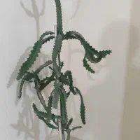 گل کاکتوس