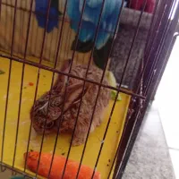 خرگوش
