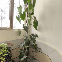گل(درختچه) فیلندرون
