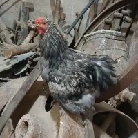خروس فروشی ۴عدد