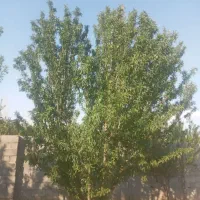 فروش-یا-معاوضه-هزار-متر-باغ